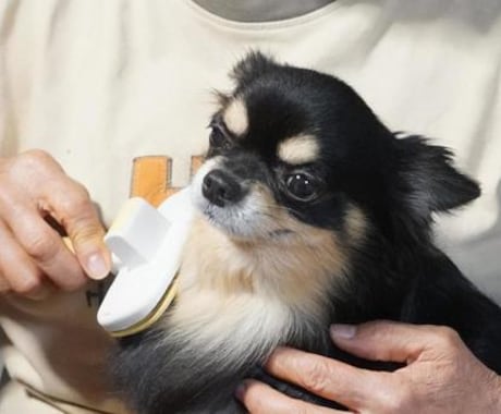 日常のケアを犬自身に協力してもらう躾法教えます 日常のお手入れ中に嫌がる、噛むなどの問題を解決します！ イメージ1