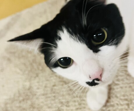 ペットのわんちゃんと仲良くなるためのしつけ教えます 一緒に解決して今よりもっとわんちゃんと仲良くなりましょう！ イメージ2
