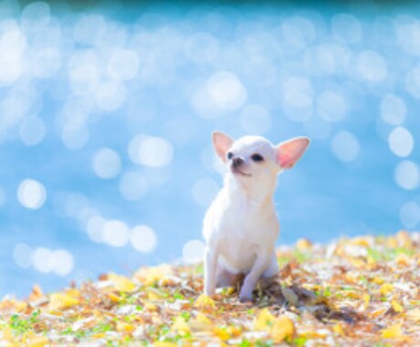 貴方の大切な家族(ペット)にレイキします 大切な家族を癒したいあなたへおススメ イメージ1