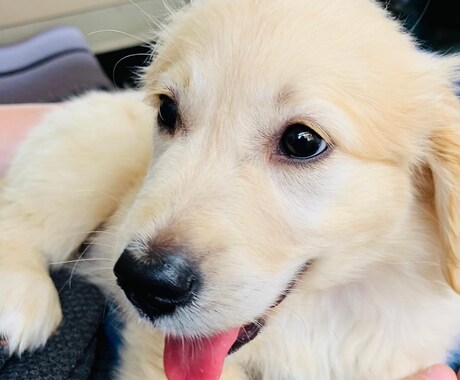 犬のしつけ方法教えます 私自身苦労し、得た知識を共有します！ イメージ1