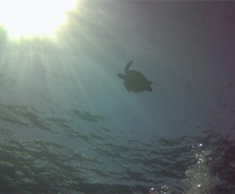 スキューバダイビングのよろず相談にのります 一般客として３００回以上、利用者目線で答えます イメージ1