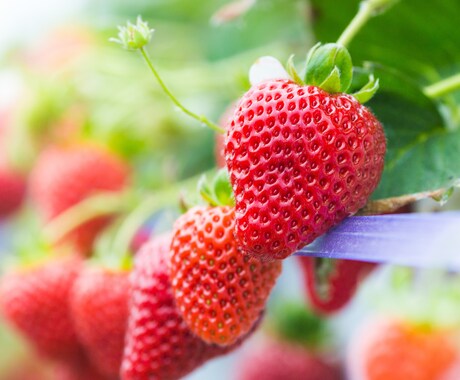 QS肥料を施用したイチゴ栽培のコンサルが出来ます 二度と困らない…栽培マニュアルを作成するサポートを致します! イメージ2