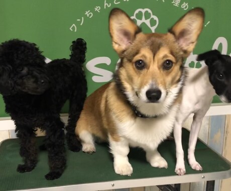 ワンちゃんのお悩み相談受けます ワンちゃんとのスキマ埋めます！ イメージ1