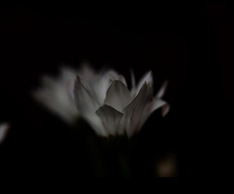 花のおしゃれなオリジナル写真素材を提供します WEBサイト・ロゴ・バナーなどに！4608 x 3456 イメージ2