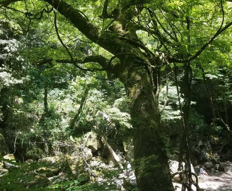 恋愛、仕事など、今必要なメッセージ降ろします 人生、ポジティブに^^*今起きていることも必要なこと♡ イメージ1
