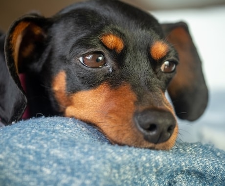 室内犬専門♥ワンチャンのストレスを解消します ♥お家の中で一緒に生活する室内犬ならではのお悩みを解決します イメージ2