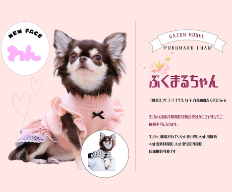 わんちゃん商品の撮影代行します 大型犬から小型犬まで幅広く対応 イメージ2
