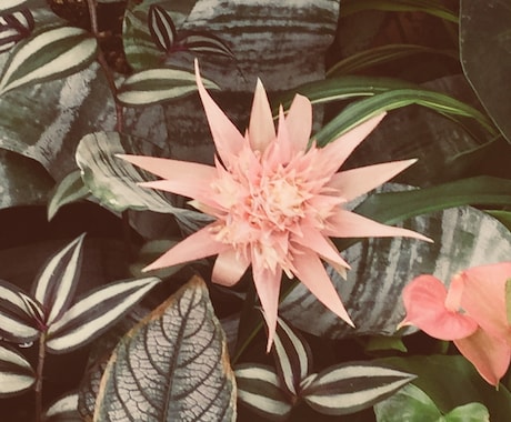 占いのためのコミュニケーションを応援します 占いスキルはあるけどコミュ力が不安な方お手伝いします イメージ1