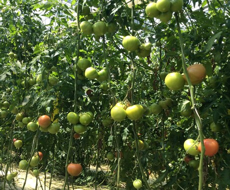 農業指導を受けたが生産出来ず利益出ない方に話します 農業系公務員の指導に従ったが生産量、品質向上しない場合 イメージ2