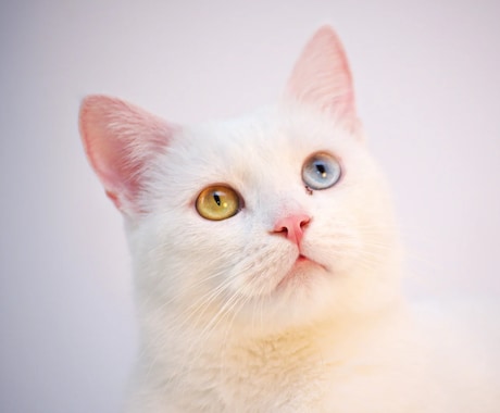 愛猫飼育スペシャリストが猫の疑問にお答えします 猫との生活で気になることなどニャンでもご相談ください⭐︎ イメージ2