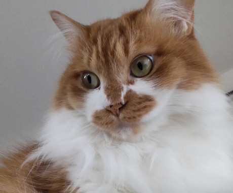おまかせ基本8000円で愛猫(動物)描きます 印刷できるサイズで提供。猫以外は要相談。 イメージ2