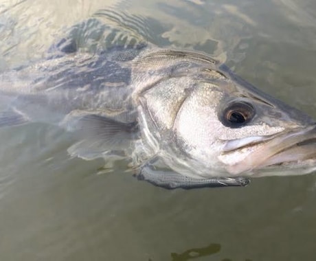シーバスの釣り方教えます なかなか釣れない人！コツを伝授します！ イメージ1