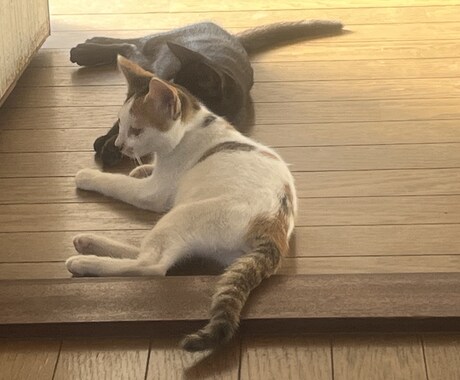 猫の飼い方を教えます 猫を飼って数年今では五匹の猫を飼っています イメージ2