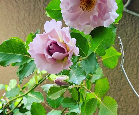 タロット＋αでお相手の心の声をお聴きします 未来を明るく照らし、見えないお相手の気持ちを引き寄せます✨ イメージ2