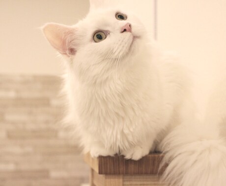 猫限定！！猫についてのお悩みや飼い方を相談できます キャットケアスペシャリスト・キャットシッターが回答します。 イメージ1