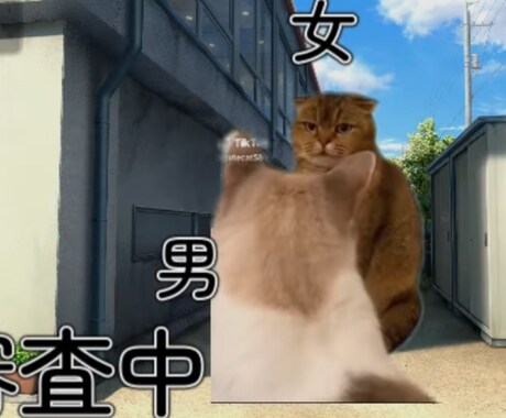今の流行り！話題の猫チームの動画編集致します 低価格で高品質な動画をお作りします！ イメージ2
