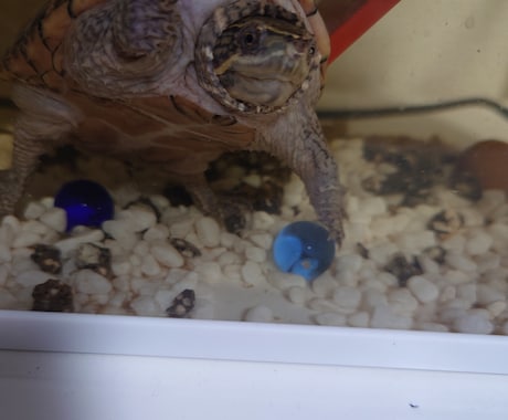 水槽掃除ほとんどしなくて良くなる工作を教えます 淡水魚 亀さん 手間を減らしてみんな元気 イメージ1