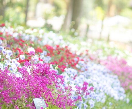 ブログ、SNS用のお花の写真の画像を提供します お花の写真をプラスすることで見る人の心を癒します イメージ2