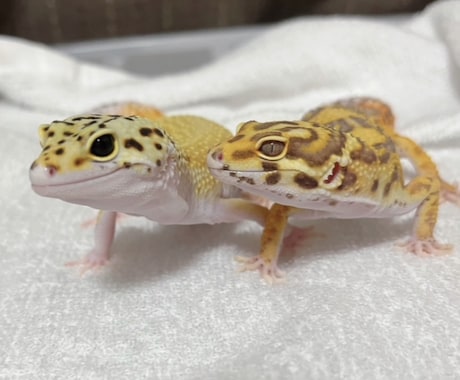 短時間で愚痴、ペット相談等なんでも聞きます 23歳現動物病院勤務。話を聞くのが好きです聞かせてください イメージ2