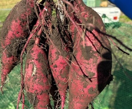 小さな菜園・畑の野菜栽培のお悩み相談をお受けします 1500坪のひだまりファームの経験から野菜作りをサポート イメージ2