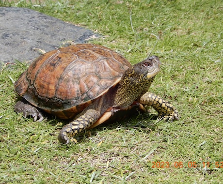 カメ（世界のカメ）のことなんでも相談のります 世界中のカメを飼育してきた私に飼育していてもこれからの方も イメージ2
