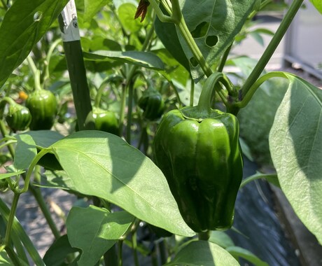 家庭菜園初心者さん向けアドバイスをします 小さな庭でも一緒に野菜づくり楽しみましょう！ イメージ2