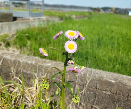 商用利用OKの写真販売(景色　自然　など)をします イメージ1