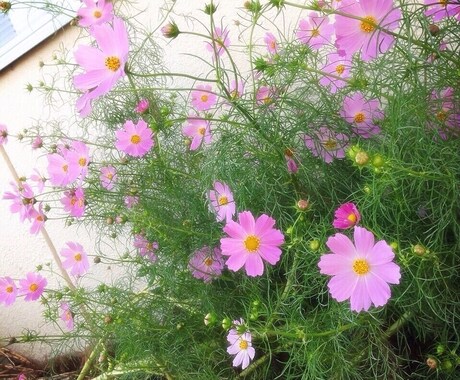 あなたのお望みの被写体を撮影します あなたの欲しい写真を撮影します！ イメージ1