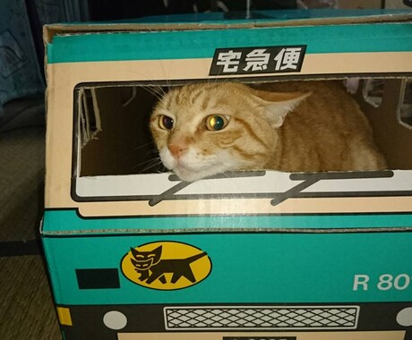 初めて猫を飼う方、相談など乗ります 子猫から育てていたので経験上わかる範囲でお答えします！！ イメージ1