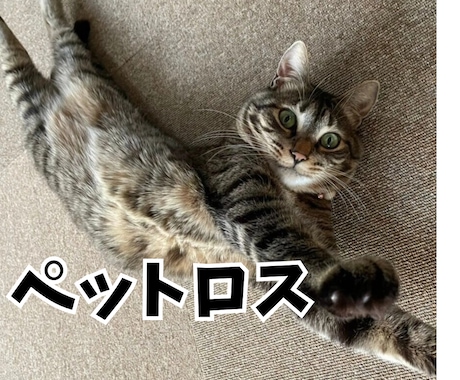 虹を渡った愛犬猫の思い出・寂しさ・辛さお聞きします 病気の犬猫の医療・入院・看取り・大変さ、母が寄り添います！ イメージ1