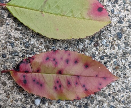 写真で判別！病害虫診断します 岐阜県で多数の治療実績！庭木の病害虫診断 イメージ2