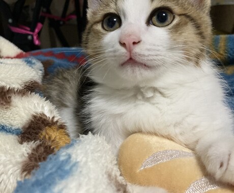 ペットのお悩み解決策お伝えします 猫や犬が飼いたい！また飼っている方のお悩み イメージ2