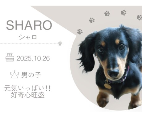 わんちゃんのオリジナル名刺を作成します お写真に合わせてかわいく印象に残るデザインに仕上げます♡ イメージ2