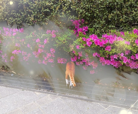 恋に悩んだら…にゃんこが恋のきもちを占います 「あの人はどう思ってるのかにゃ？」猫が伝えるきもち占い イメージ2