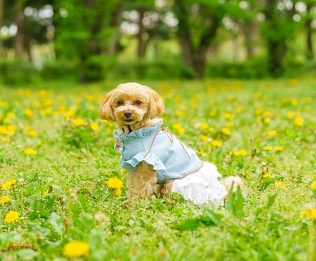 自然な表情を大切に愛犬・ペットを撮影いたします 大切な家族との、今という宝物を写真に。 イメージ2