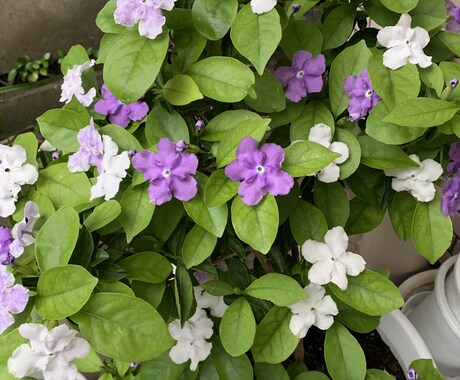 あの人のあなたへのお気持ちみます あの人の気持ちを把握し対策を立てましょう♪ イメージ1