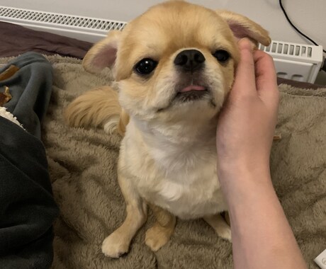 皆様の大事な家族ちゃんのお言葉聞きます 皆様のご家族、ペットちゃんとお話しさせてくださいませ´ᴗ` イメージ1