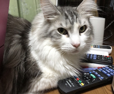 猫の飼い方から病気のトラブルまで、相談に乗ります 【元獣医師・現在11匹の猫を飼っています】 イメージ2