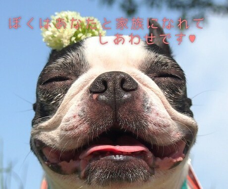 愛犬の「ちょっと困った」行動の相談にのります 現役11年のトリマーが犬の行動学に基づいて問題解決に導きます イメージ2