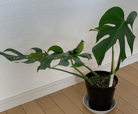 観葉植物の飼育方法などご相談聞きます 育て方がわからない方よく枯らしてしまう方など相談ください。 イメージ2