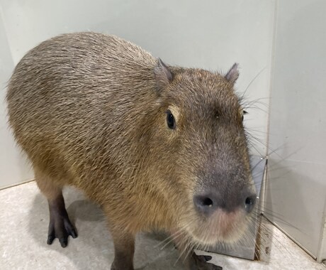 様々なお悩みお聞きします 心、恋愛、愚痴等なんでもお話しください。 イメージ1