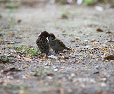あなたの心に寄り添います ほっこりまったり心を解して、悩みから抜け出したい方へ イメージ2