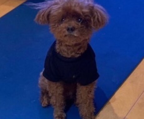 大切なベットの想いをチャネリングでお伝えします 気持ちを知りたい時はペットがあなたに伝えたい事があるのかも イメージ2