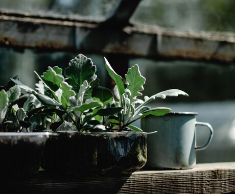 植物の話、します 植物好きな方、お話ししましょ！ イメージ2