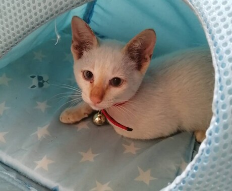 捨て猫さんの育て方お伝えできます 捨て猫さん3匹目です。現在2匹います。 イメージ1