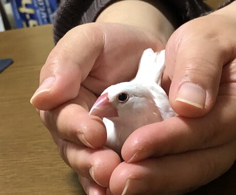 yuyu_storm様専用でございます その他の方はご購入はご遠慮ください。 イメージ1