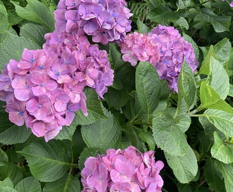統合失調症発症〜どん底からの復活〜教えます 辛く苦しい時期は必ず終わります！ イメージ1