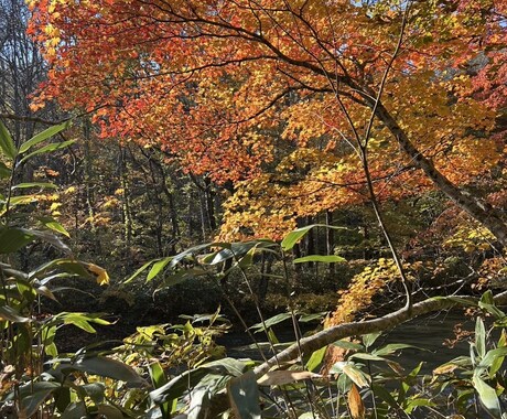 再誕生と魂の旅　霊視&タロット７８枚で運勢占います 今月はどんな運勢、運気の波がくるのか？　スピリチュアル鑑定 イメージ1