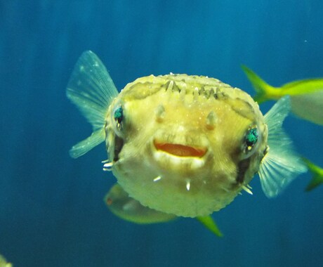 魚の同定、承ります この魚の種類は？毒は無いの？食べられるの？等々知りたい方へ！ イメージ1