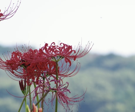 曼珠沙華の写真を掲載致します 撮影場所　〒350-1251 埼玉県日高市高麗本郷１２５−２ イメージ2